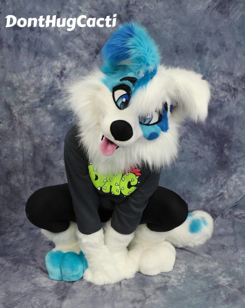 collie1