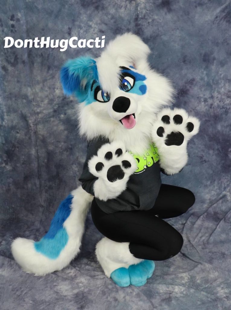 collie2