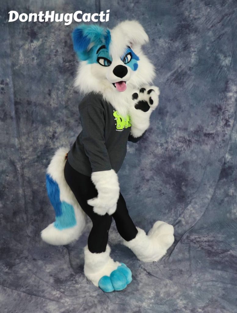 collie3